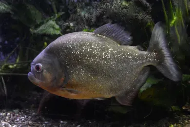 albaquarium